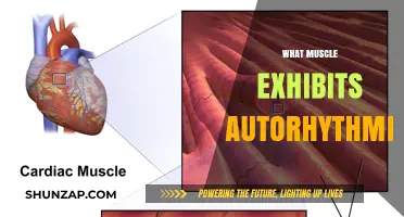 The Heart Muscle: Autorhythmicity and You