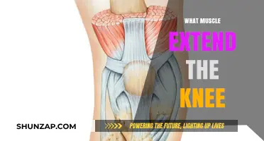 Unlocking the Power of Knee Extension