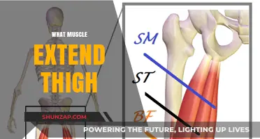 Thigh Muscles: Extending Your Knowledge