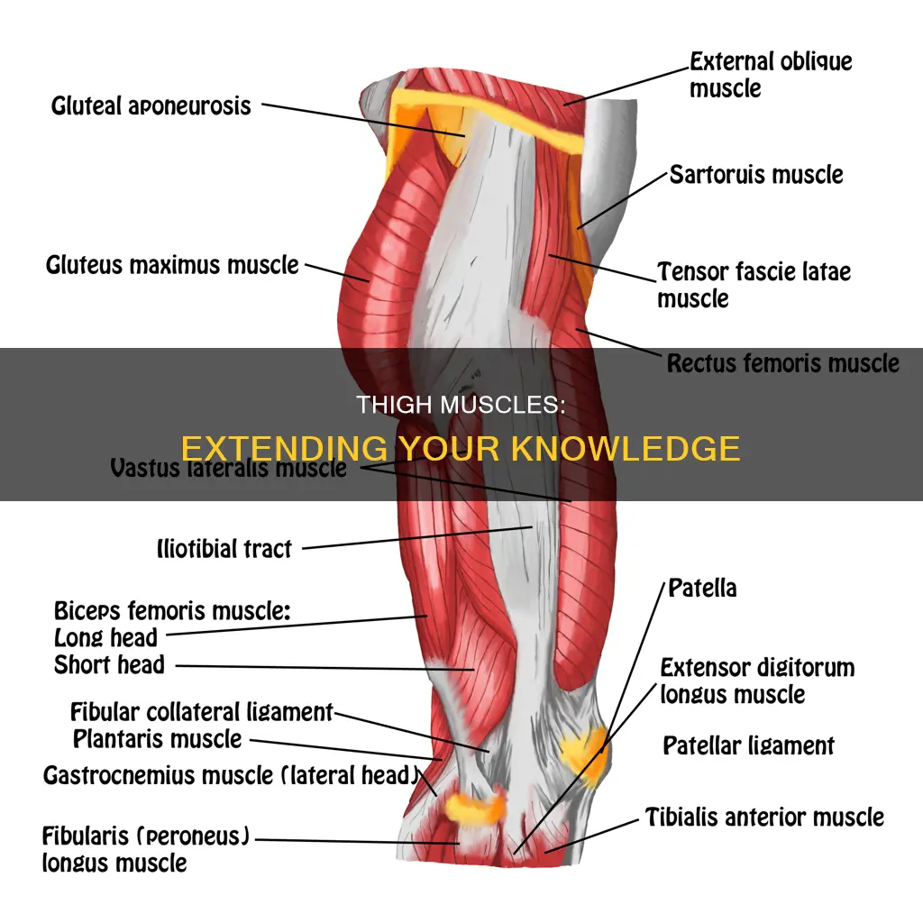 what muscle extend thigh