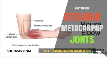 Extensor Muscles: Unlocking Metacarpophalangeal Joint Movement