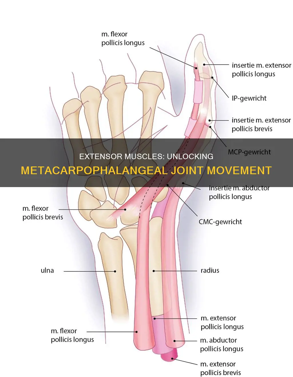 what muscle extended metacarpophalangela jonts