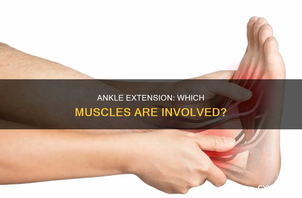 what muscle extendes ankle