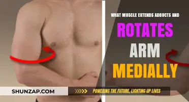 Muscles Extending, Adducting, and Medially Rotating the Arm Explained