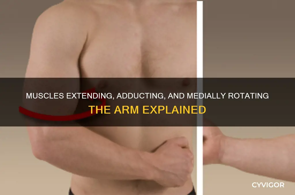 what muscle extends adducts and rotates arm medially