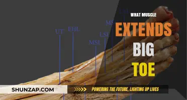 Extending Your Big Toe: Which Muscle is Responsible?