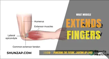 Extensor Tendons: The Superheroes of Finger Extension
