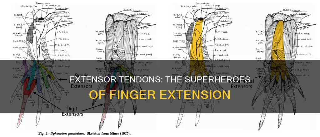 what muscle extends fingers