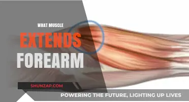How to Extend Your Forearm: Targeting the Right Muscle