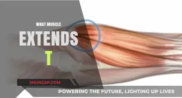 The Ultimate Guide to Understanding the 'T' Extensor Muscle