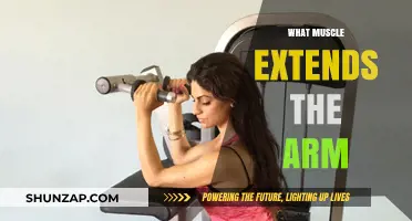 Understanding the Triceps: The Muscle Responsible for Arm Extension