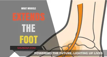 How to Extend Your Foot: The Muscles at Work