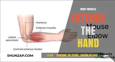 Extending Your Hand: Understanding the Muscles Involved