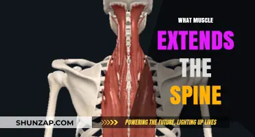 Extending Spine Muscles: Uncover the Powerhouses Behind This Movement