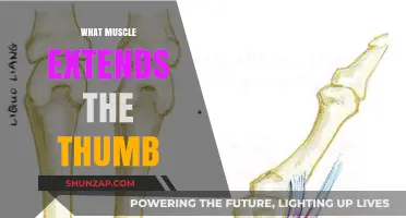 Extending Your Thumb: Which Muscles Are Involved?