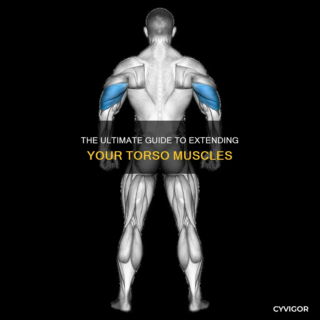 what muscle extends the torso
