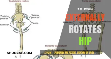 Unlocking Hip Rotation: Which Muscles Are Key?