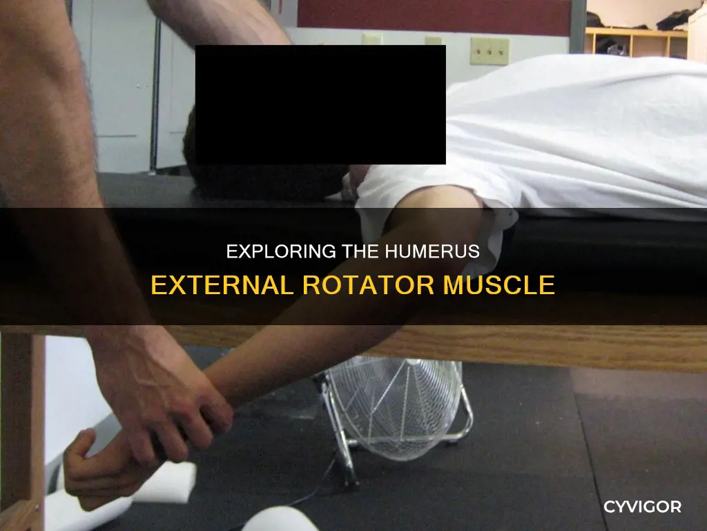 what muscle externally rotates humerus