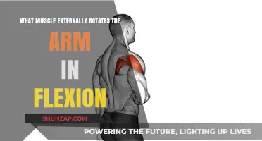 Unveiling the Muscle Behind External Arm Rotation in Flexion