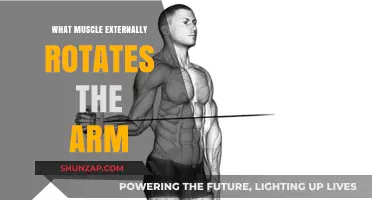 Which Muscle Controls External Arm Rotation: A Comprehensive Guide
