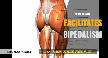 The Evolution of Bipedalism: Which Muscles Made it Possible?