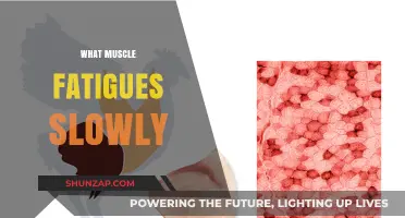 Muscles That Withstand Fatigue: Secrets to Long-Lasting Energy