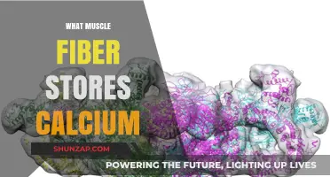 Calcium-Storing Muscle Fibers: Unlocking the Mystery
