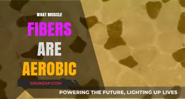 Unlocking the Mystery of Aerobic Muscle Fibers