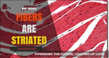Striated Muscle Fibers: What Are They?