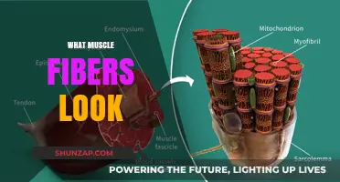 The Intriguing Architecture of Muscle Fibers