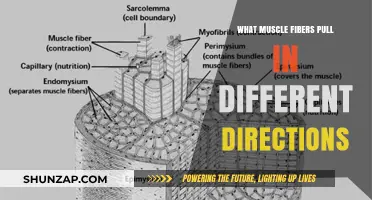 Muscle Fiber Mechanics: How Opposing Pull Directions Drive Movement