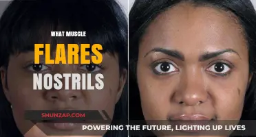 Flaring Nostrils: Which Muscles Are Responsible?