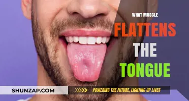 Tongue Depressor: The Muscle Behind Speech and Taste