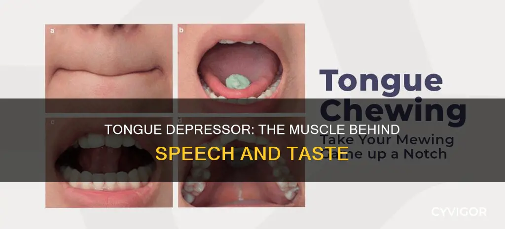 what muscle flattens the tongue