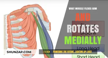 Understanding the Biceps Brachii: Arm Flexion and Medial Rotation Explained
