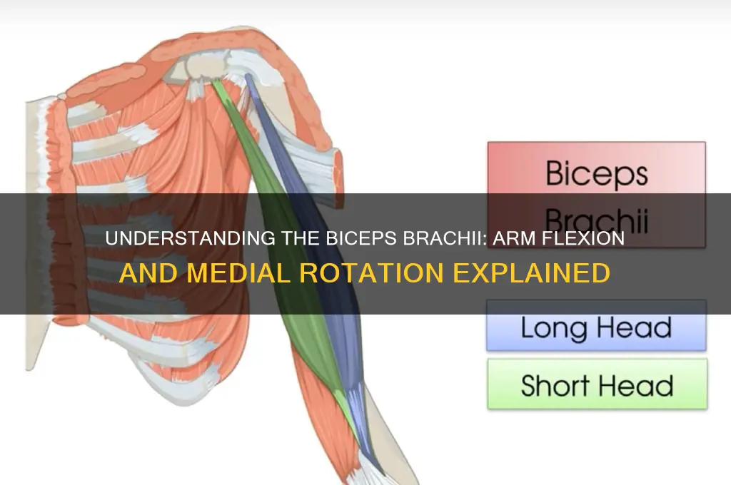 what muscle flexes arm and rotates medially