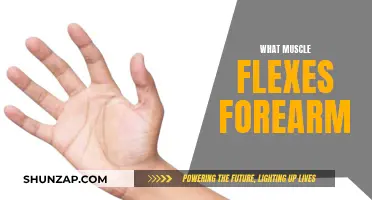 Understanding Forearm Flexion: The Muscle Behind the Action