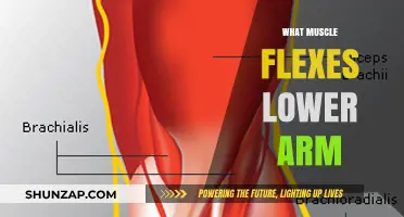 Understanding the Brachioradialis: Key Muscle for Lower Arm Flexing