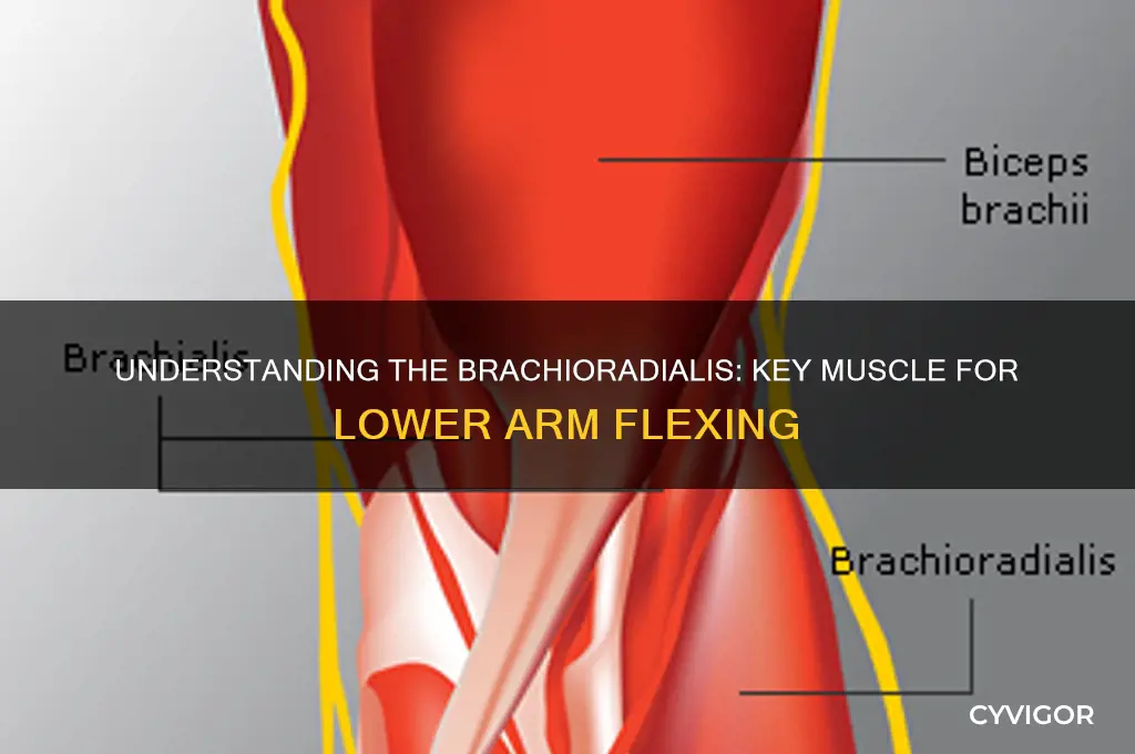 what muscle flexes lower arm