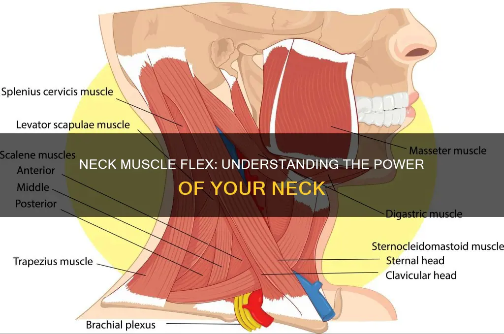 what muscle flexes neck