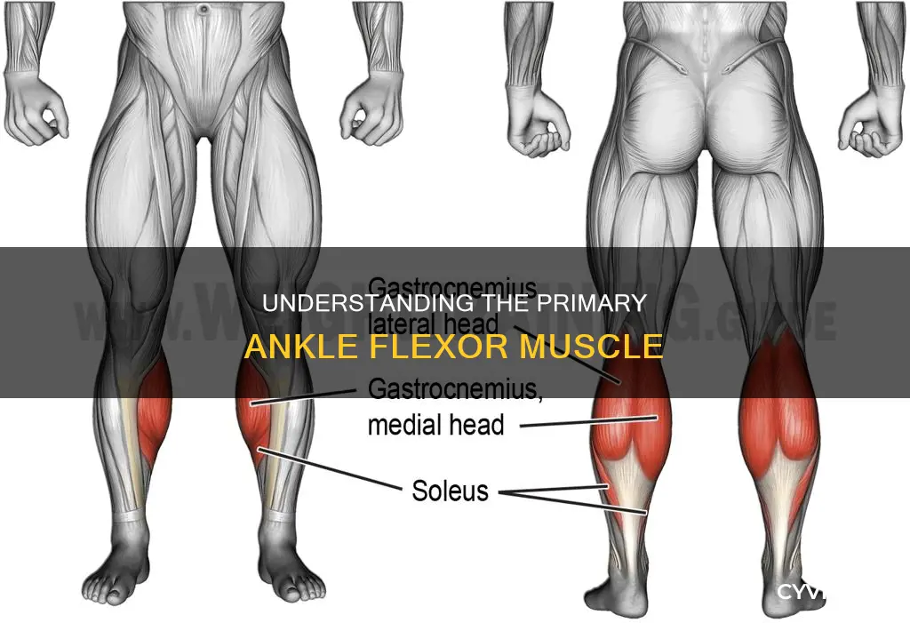 what muscle flexes the ankle