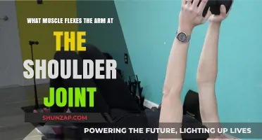 Understanding the Primary Muscle Responsible for Shoulder Flexion