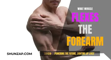Understanding Forearm Flexion: Which Muscles Are Responsible?