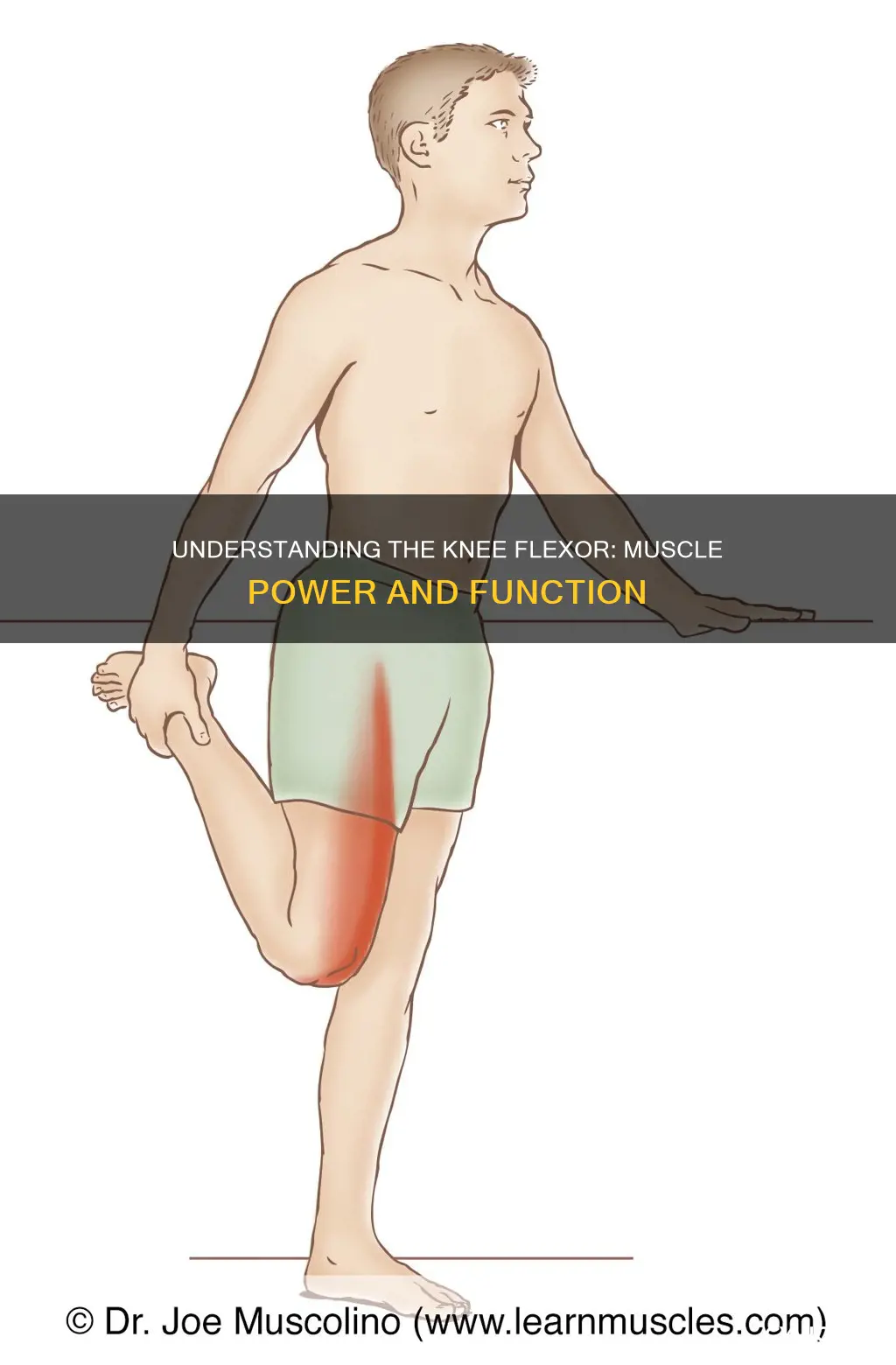 what muscle flexes the knee