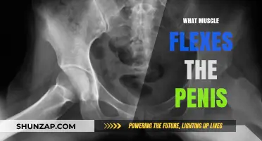 Penis Erection Muscles: Flexing for Intimacy