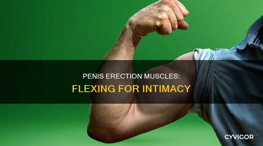 what muscle flexes the penis