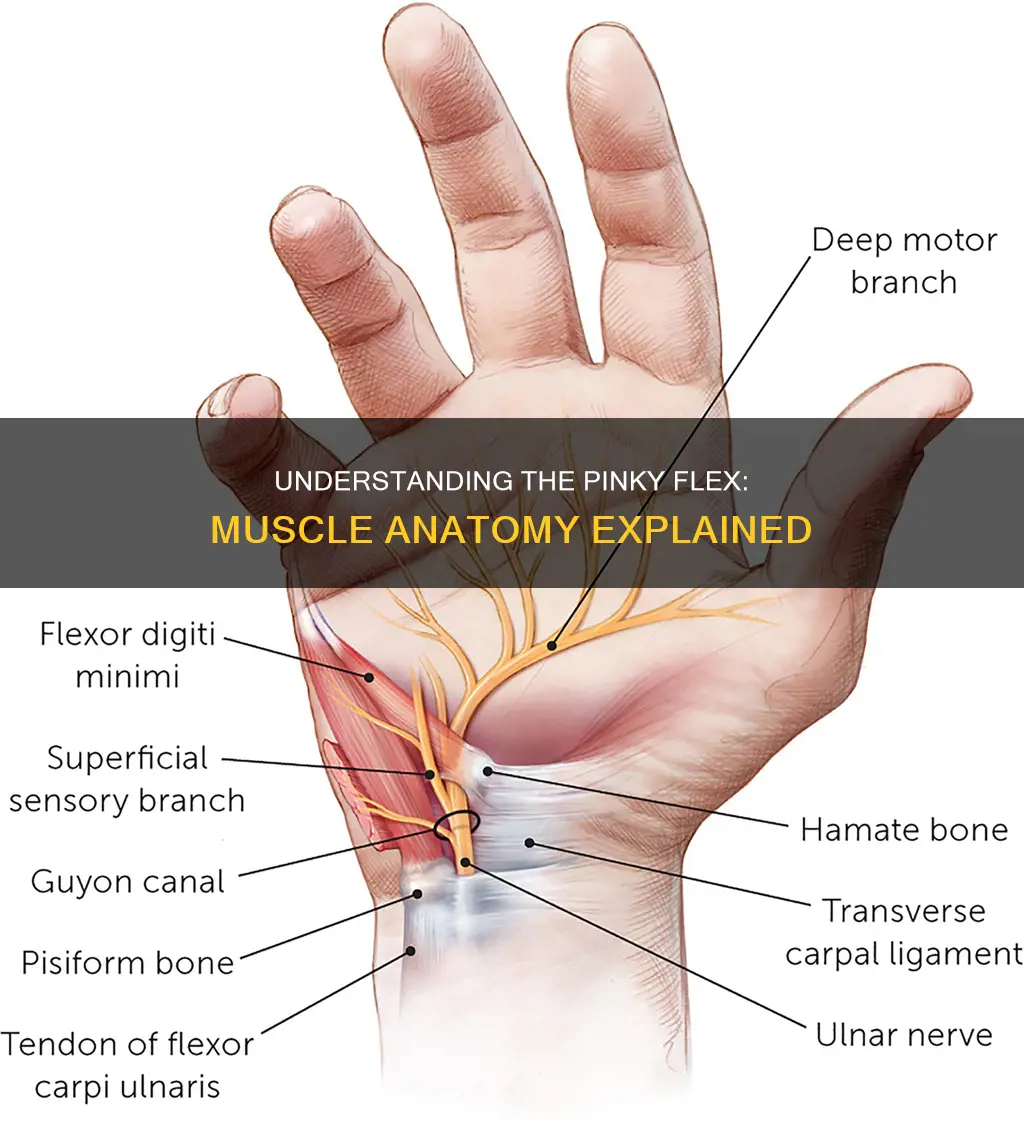 what muscle flexes the pinky