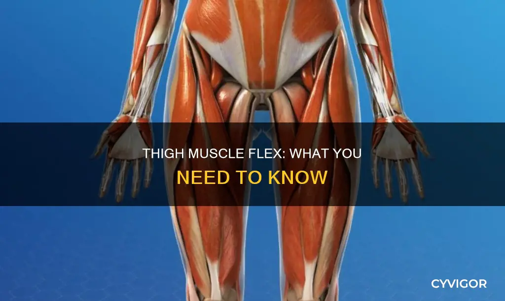 what muscle flexes the thigh