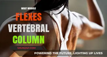 Spinal Muscles: Flexing the Vertebral Column