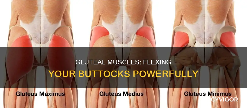 what muscle flexes your butt